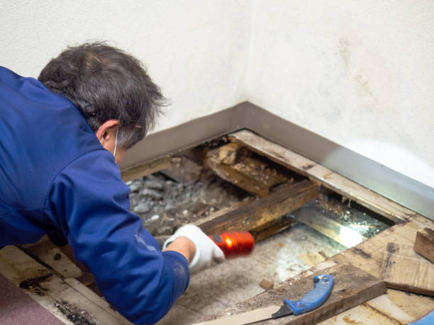 Best Emergency Mold Remediation in Hagerstown, IN