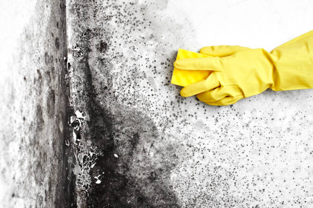 Hagerstown, IN Mold Remediation Company