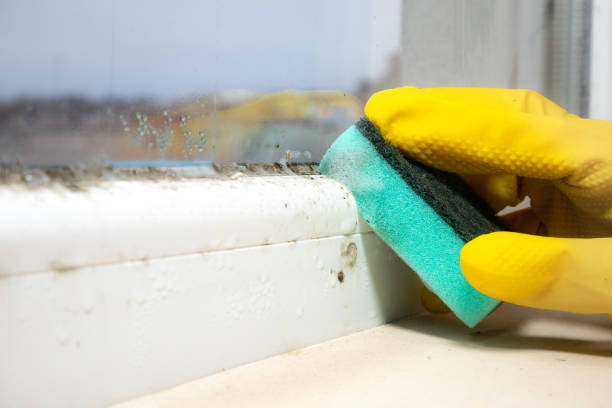 Best Residential Mold Remediation in Hagerstown, IN