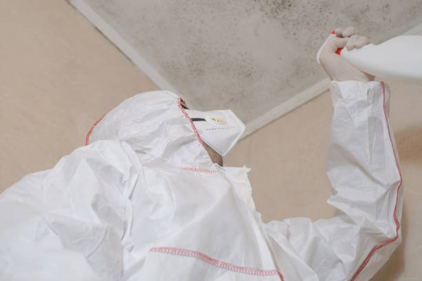Best White Mold Remediation in Hagerstown, IN