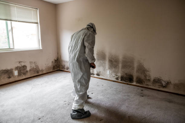 Best Black Mold Remediation in Hagerstown, IN