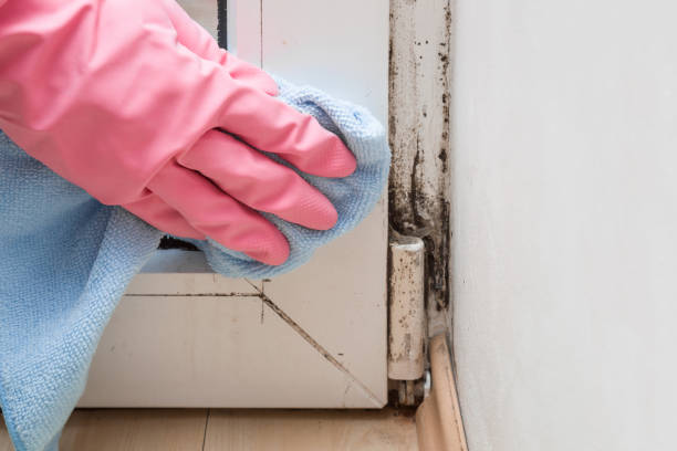 Best DIY Mold Remediation Support Services in Hagerstown, IN